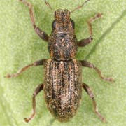 Sitona sulcifrons