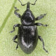 Smicronyx coecus