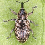 Smicronyx jungermanniae