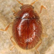 Sphaerosoma piliferum