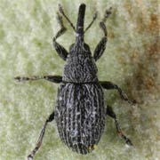 Squamapion atomarium