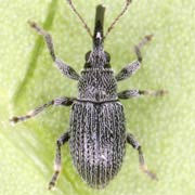 Squamapion cineraceum