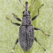 Squamapion flavimanum