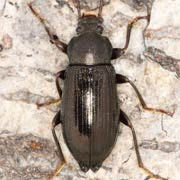 Stenomax aeneus