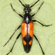 Stenurella bifasciata