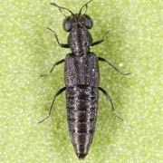 Stenus pusillus