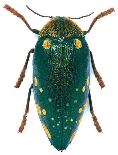 Sternocera bourcardi