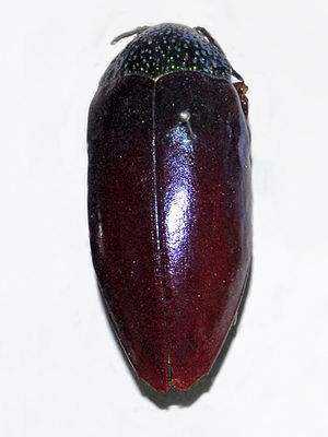 Sternocera chrysis