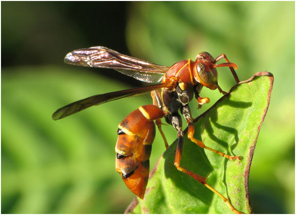 Strepsiptera