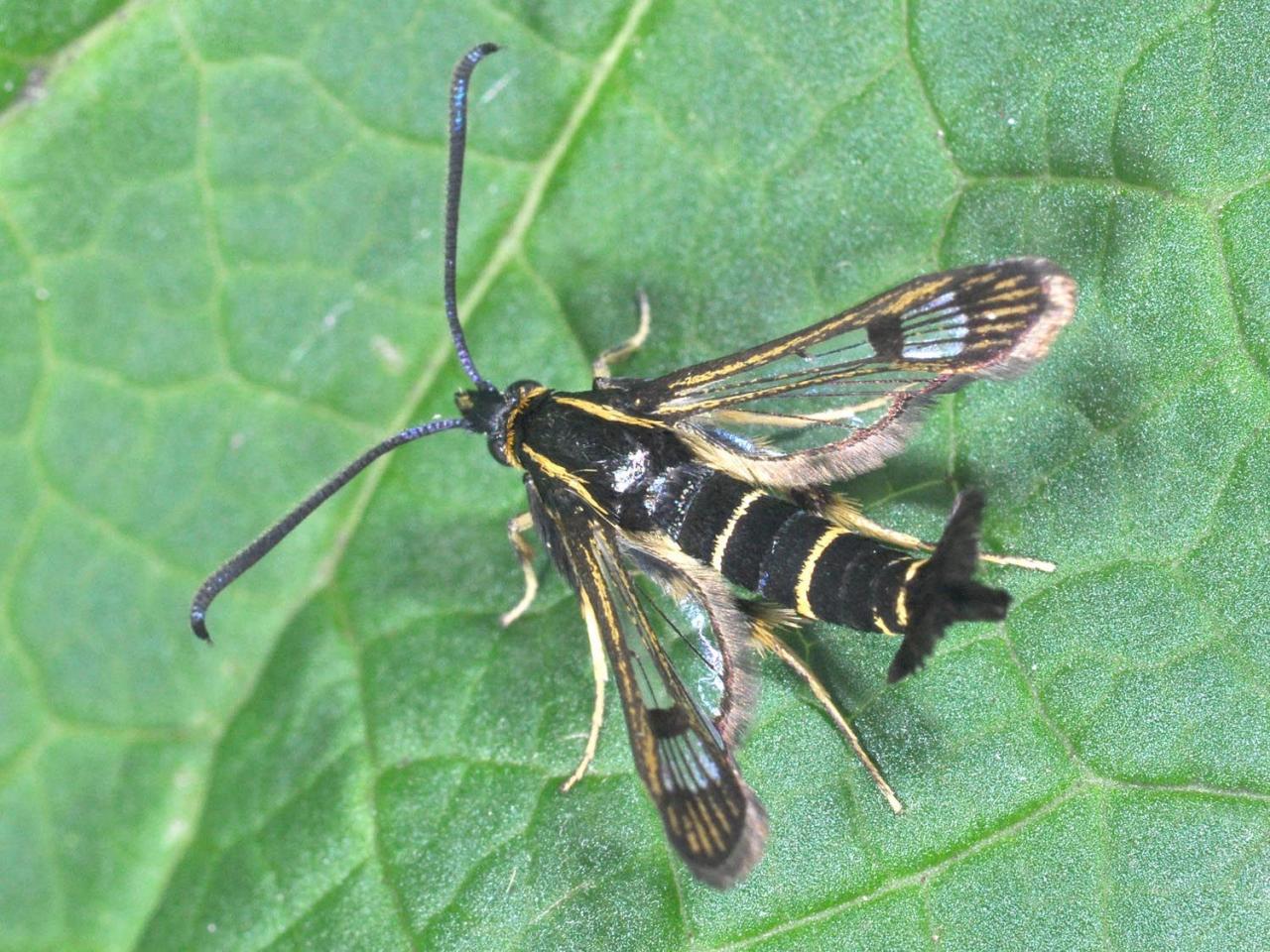 Synanthedon tipuliformis