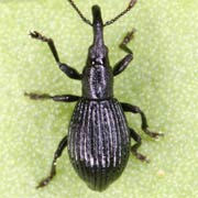 Synapion ebeninum