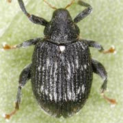 Tachyerges decoratus