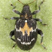 Tachyerges salicis