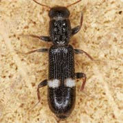 Tarsostenus univittatus