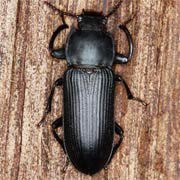 Tenebrio opacus