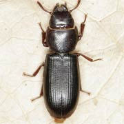 Tenebroides mauritanicus