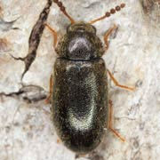 Tetratoma desmarestii