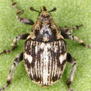 Thamiocolus signatus