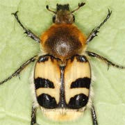 Trichius fasciatus