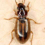 Trichocellus placidus