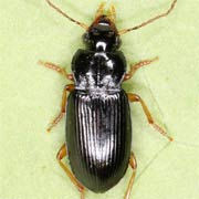 Trichotichnus laevicollis