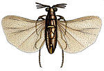 Triozocera mexicana