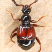 Trissemus antennatus