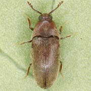 Trixagus dermestoides