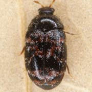 Trogoderma versicolor