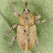 Tychius breviusculus