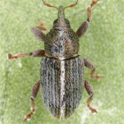 Tychius lineatulus