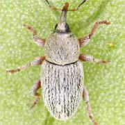 Tychius pumilus