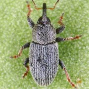 Tychius pusillus