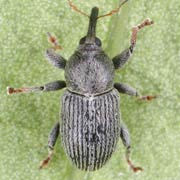 Tychius tibialis