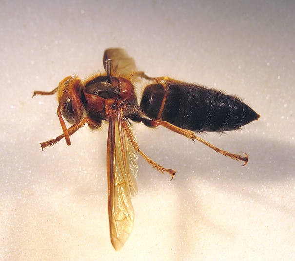 Vespa basalis