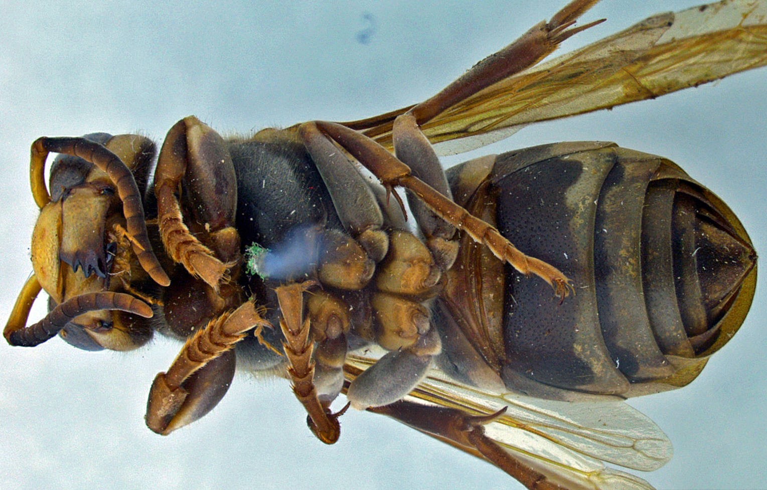 Vespa bellicosa