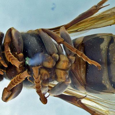 Vespa bellicosa