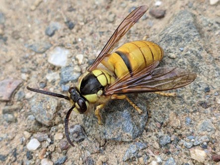 Vespa bicolor