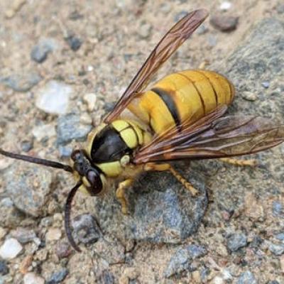 Vespa bicolor