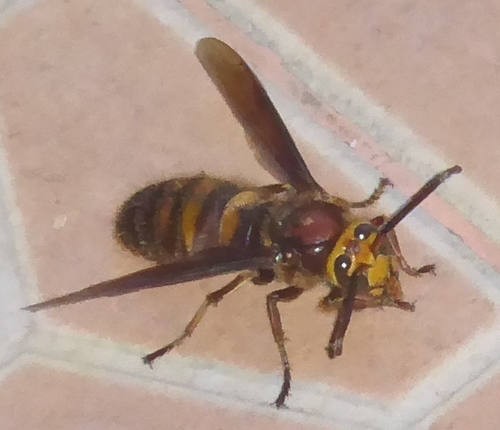 Vespa binghami