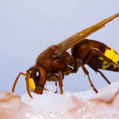 Vespa crabro