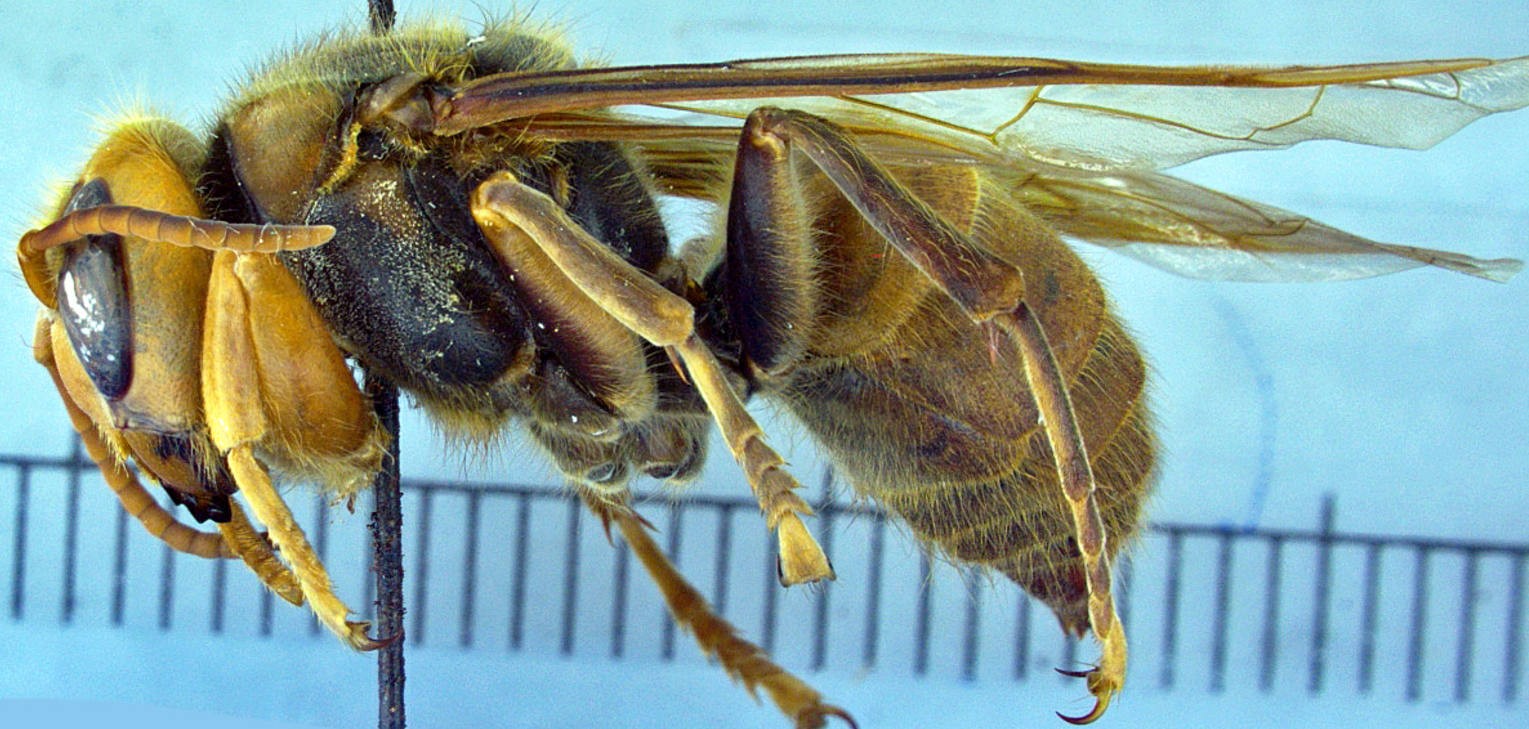 Vespa fumida
