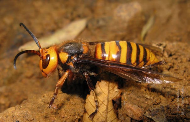 Vespa mandarinia