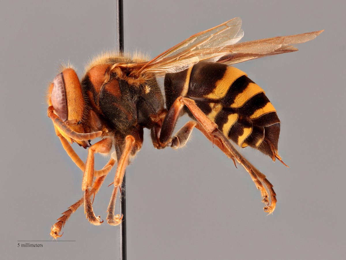 Vespa mocsaryana