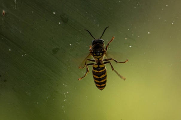 Vespa multimaculata