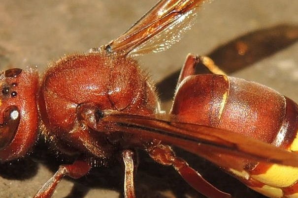 Vespa orientalis