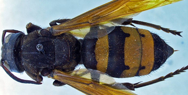 Vespa philippinensis