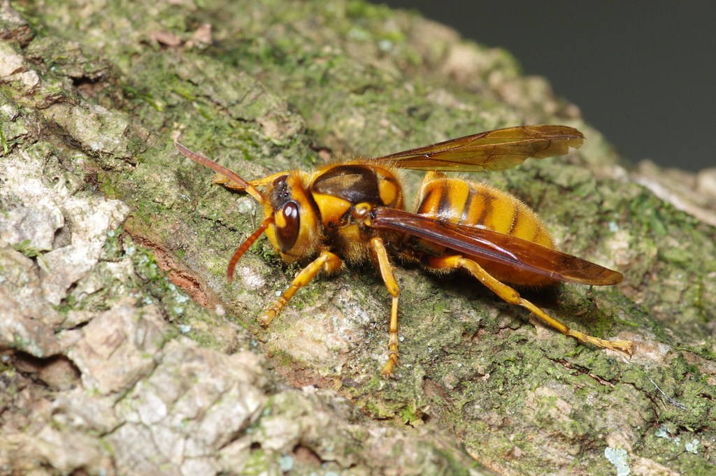 Vespa simillima