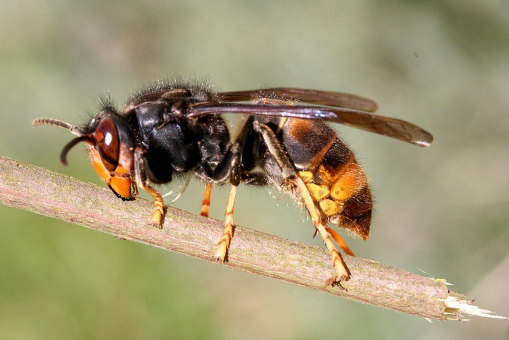 Vespa velutina nigrithorax