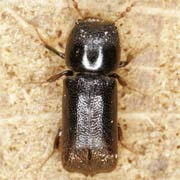 Xylopertha retusa